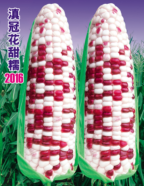 (不干胶)花甜糯2016